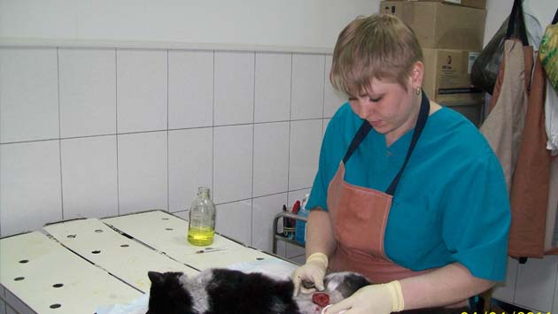 кастрация кота - услуги ветеринара