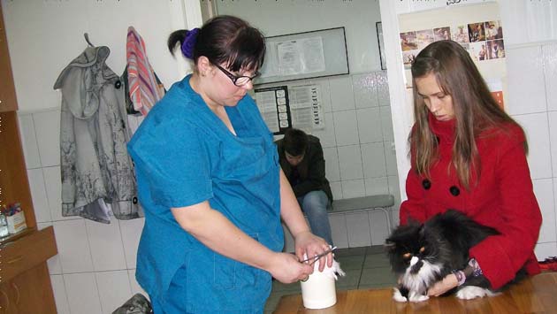 Вакцинация животных - услуги ветеринара
